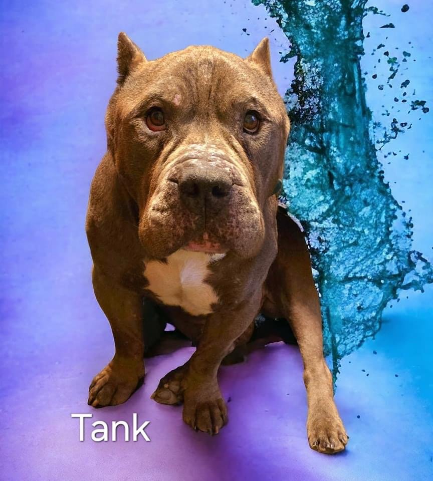 adoptable Dog in Alexander, AR named Tank