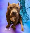 adoptable Dog in  named Tank
