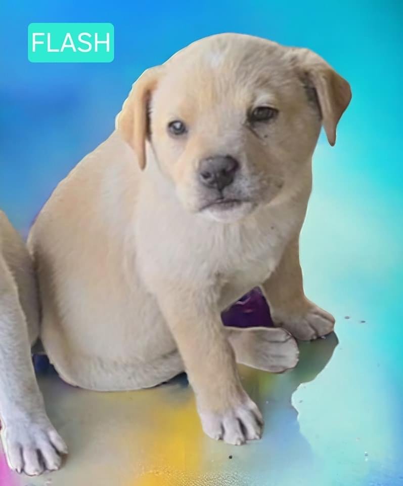 Dog for Adoption - Flash, a Labrador Retriever in Little Rock, AR ...
