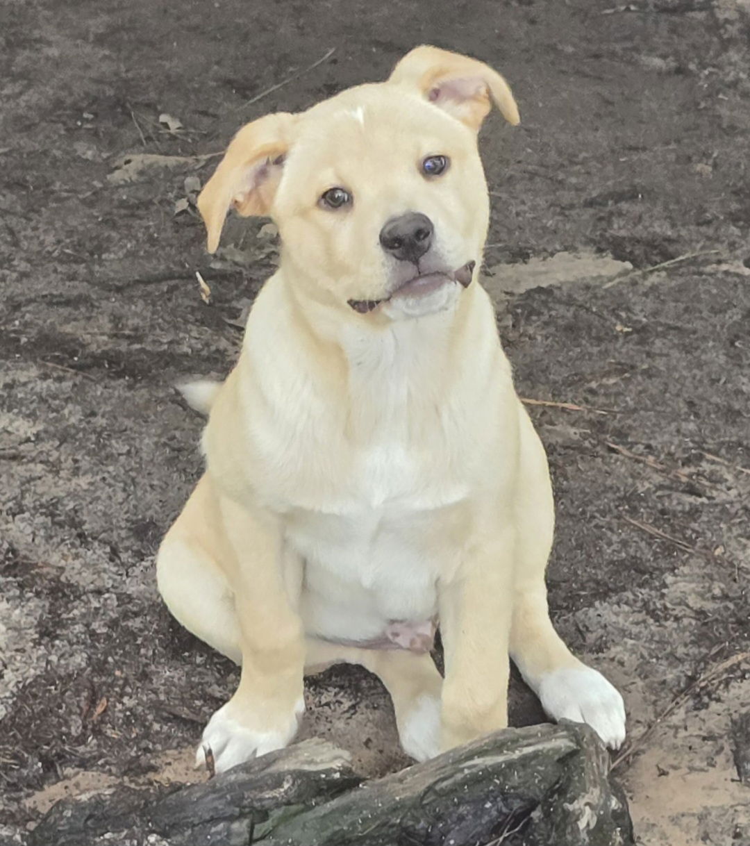 Dog adoption in Alexander, AR 72002: Yellow Labrador Retriever / Mixed ...