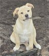 adoptable Dog in alexander, AR named Flash