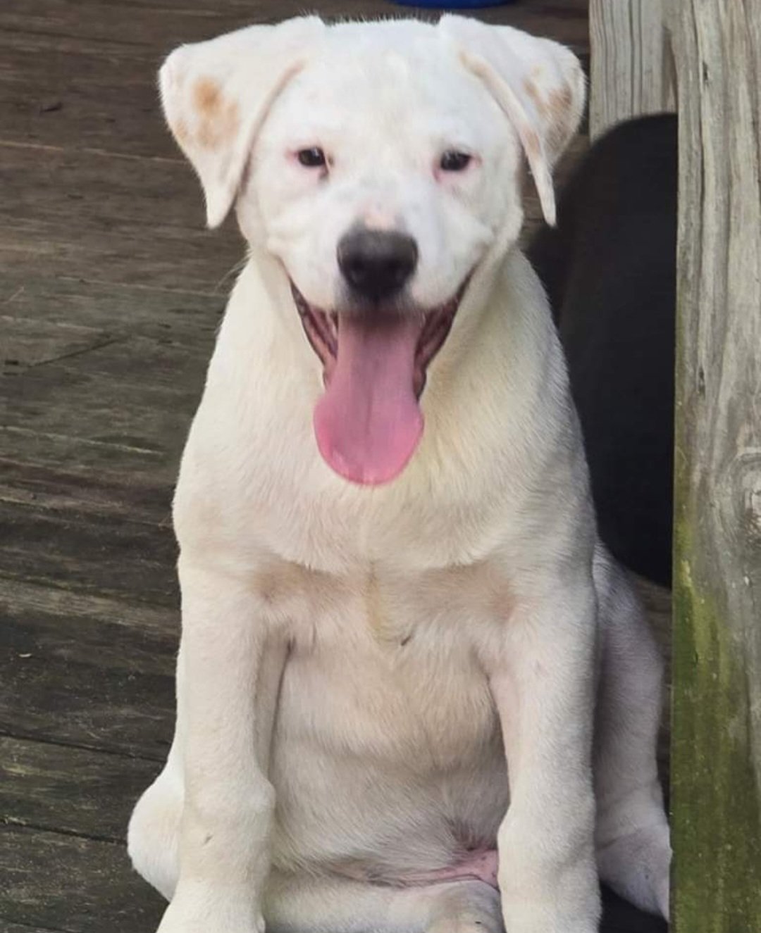adoptable Dog in Alexander, AR named Nash