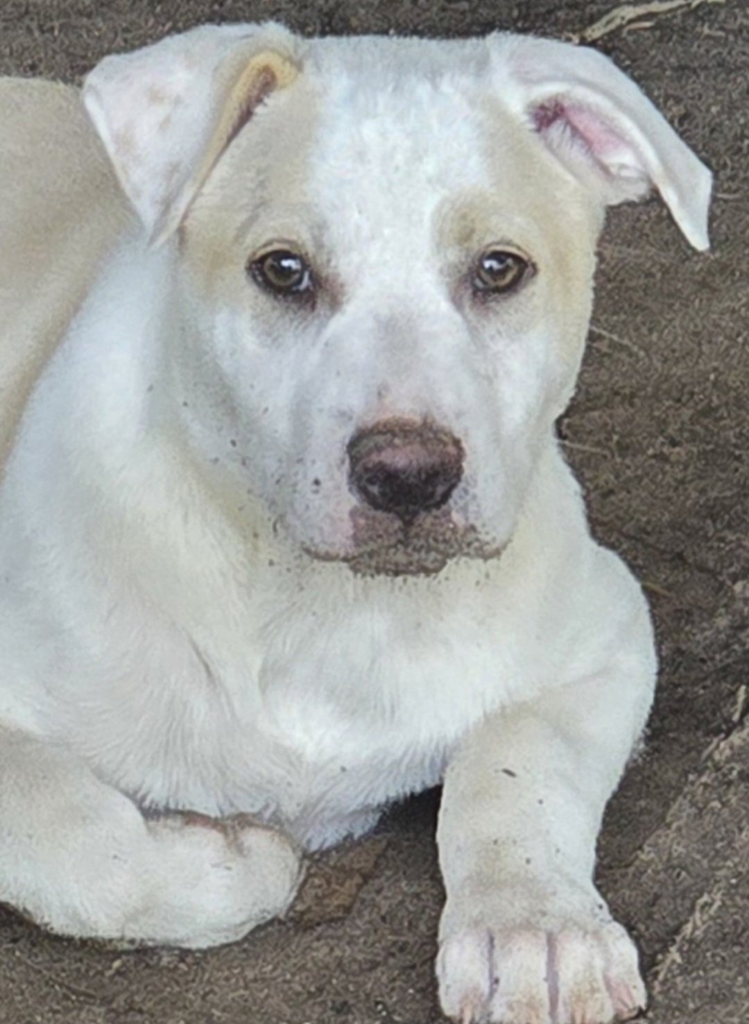 adoptable Dog in Alexander, AR named Krash