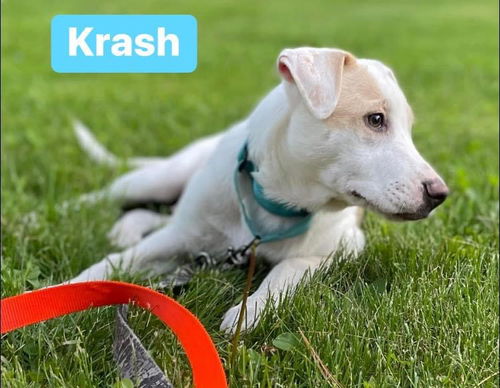 Krash