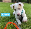 Krash