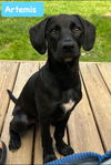 Artemis *adoption pending