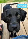 Artemis *adoption pending