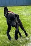 Artemis *adoption pending