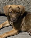 adoptable Dog in alexander, AR named Atticus