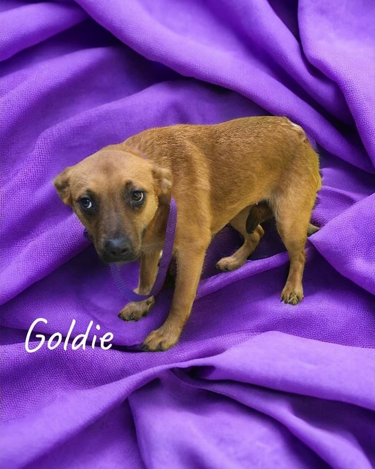 adoptable Dog in Alexander, AR named Goldie