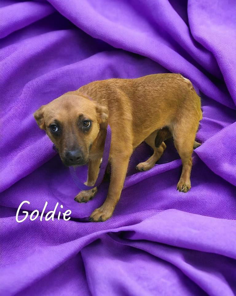 adoptable Dog in Alexander, AR named Goldie