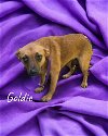 adoptable Dog in alexander, AR named Goldie