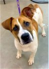 adoptable Dog in , AR named Walter