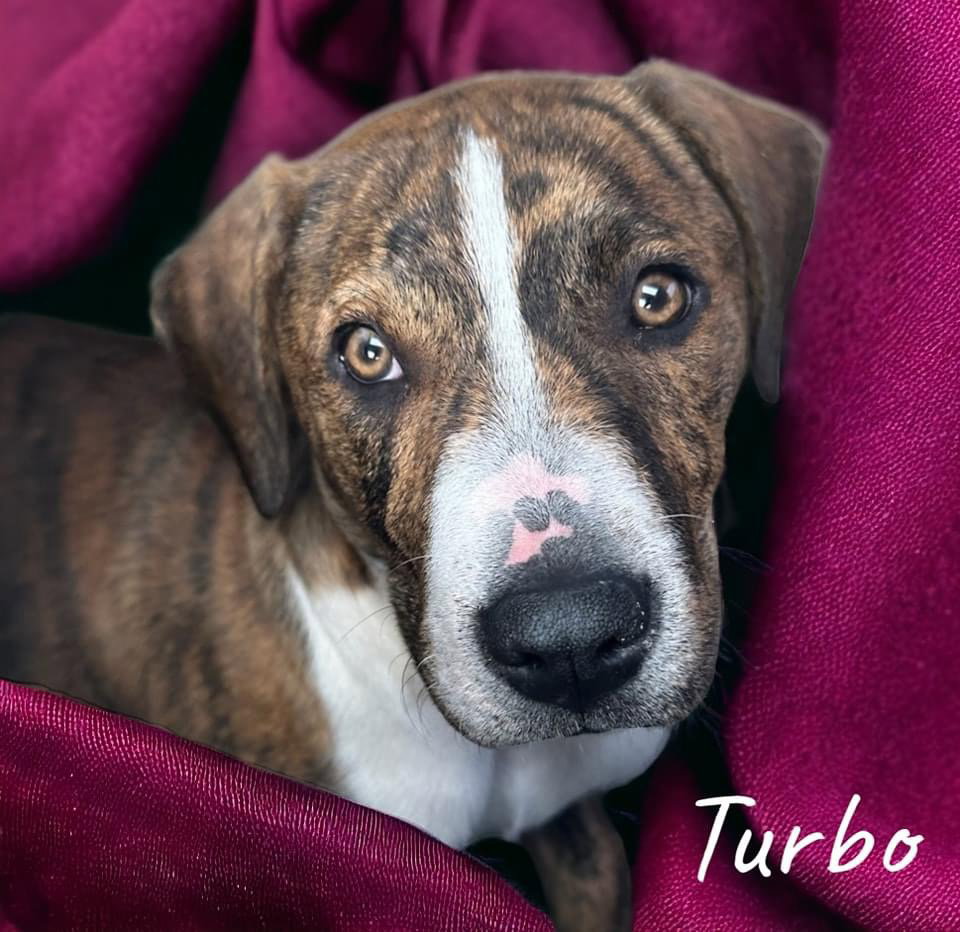 Dog for Adoption Turbo, a Catahoula Leopard Dog in Little Rock, AR