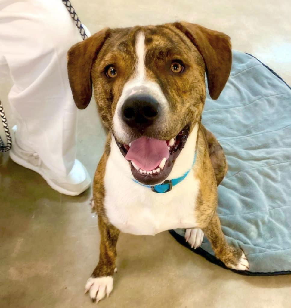 adoptable Dog in Alexander, AR named Turbo