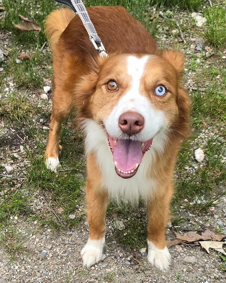 Dog adoption in Alexander, AR 72002: Australian Shepherd / Mixed Dog ...