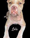 adoptable Dog in  named Lola