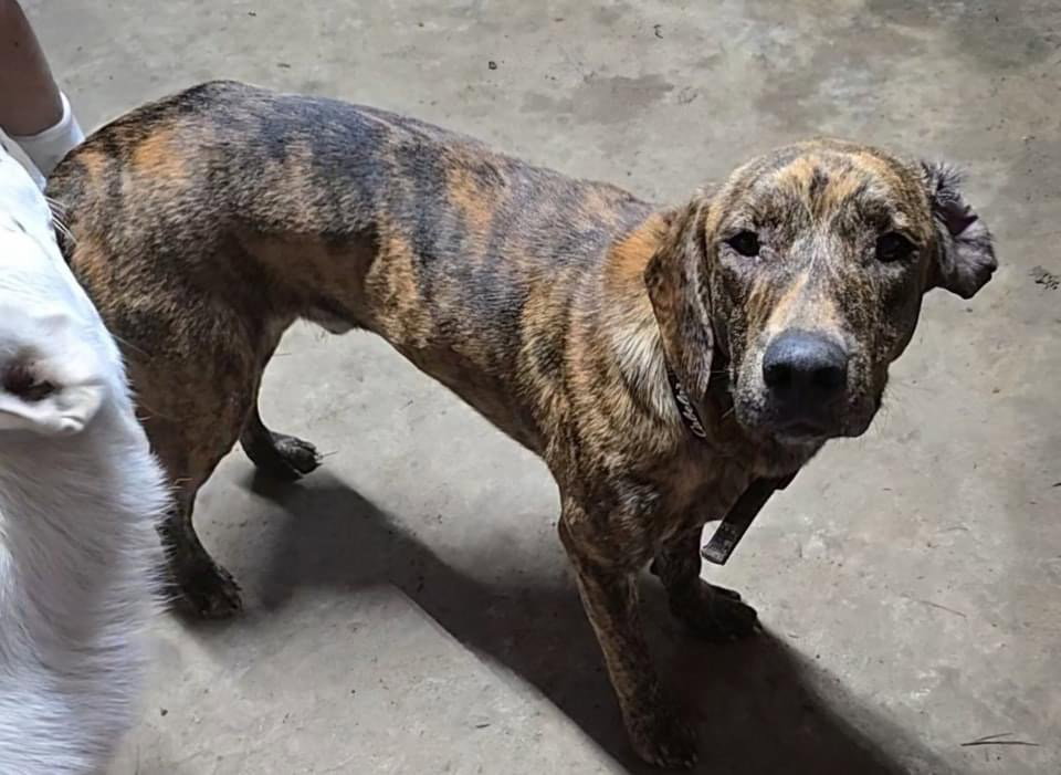 Dog for Adoption Charlie, a Catahoula Leopard Dog in Little Rock, AR