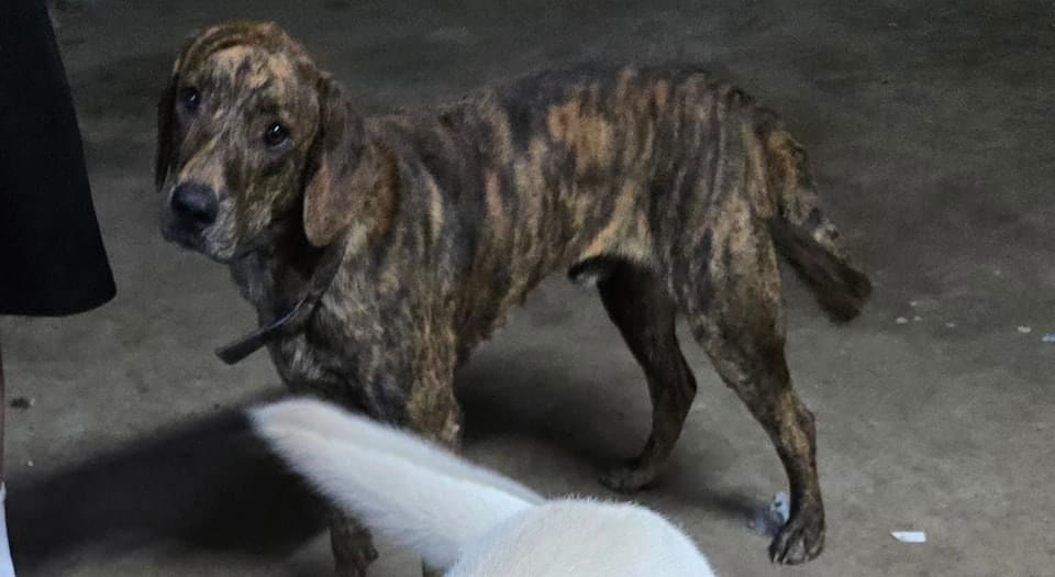 Dog for Adoption - Charlie, a Catahoula Leopard Dog in Maumelle, AR ...