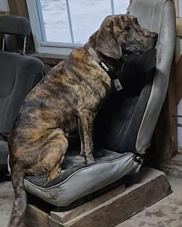 Dog for Adoption Charlie, a Catahoula Leopard Dog in Little Rock, AR