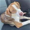 adoptable Dog in , AR named Taylor Swift
