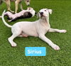 Sirius  *adoption pending