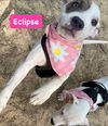 Eclipse *adoption pending