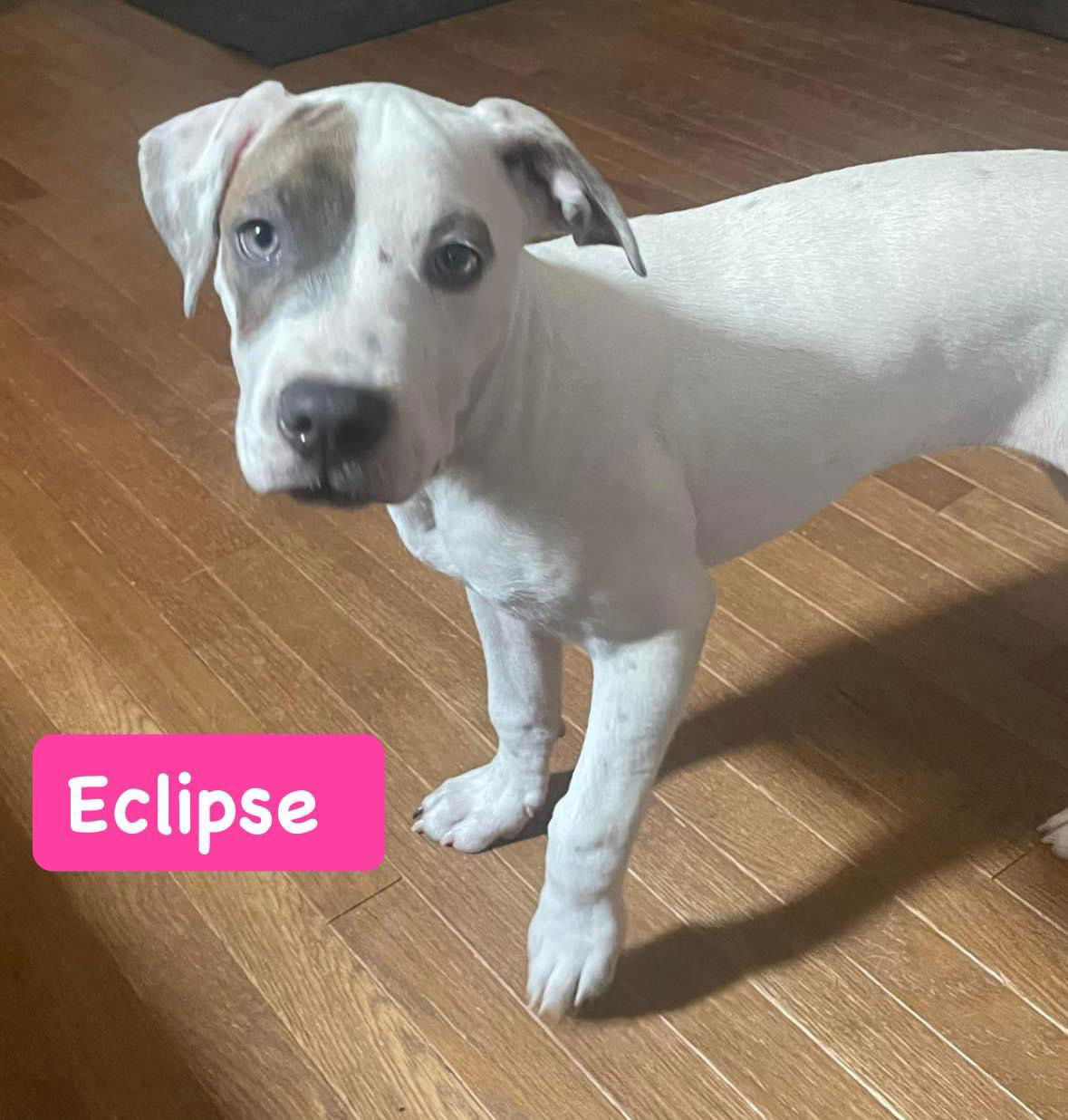 adoptable Dog in Alexander, AR named Eclipse