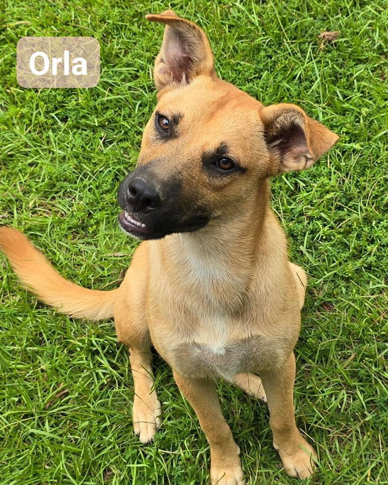 adoptable Dog in Alexander, AR named Orla