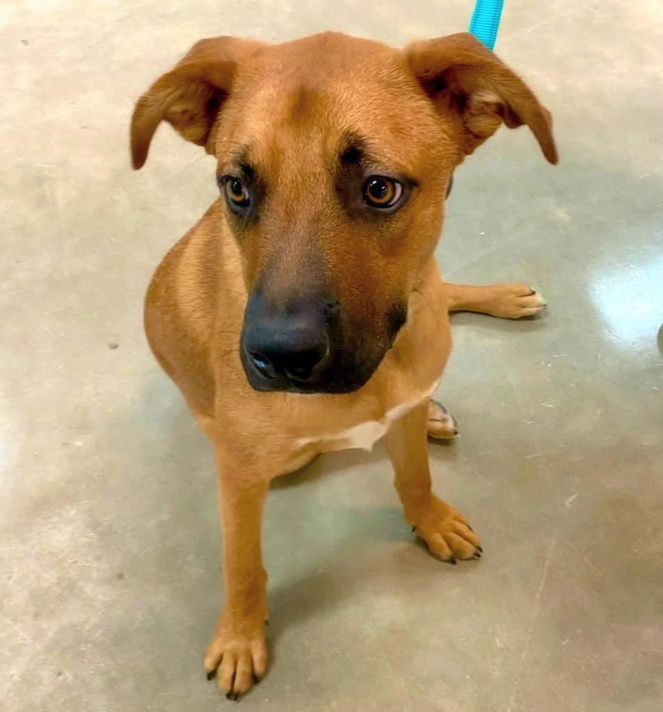 adoptable Dog in Alexander, AR named Fergal