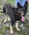 Hercules *adoption pending