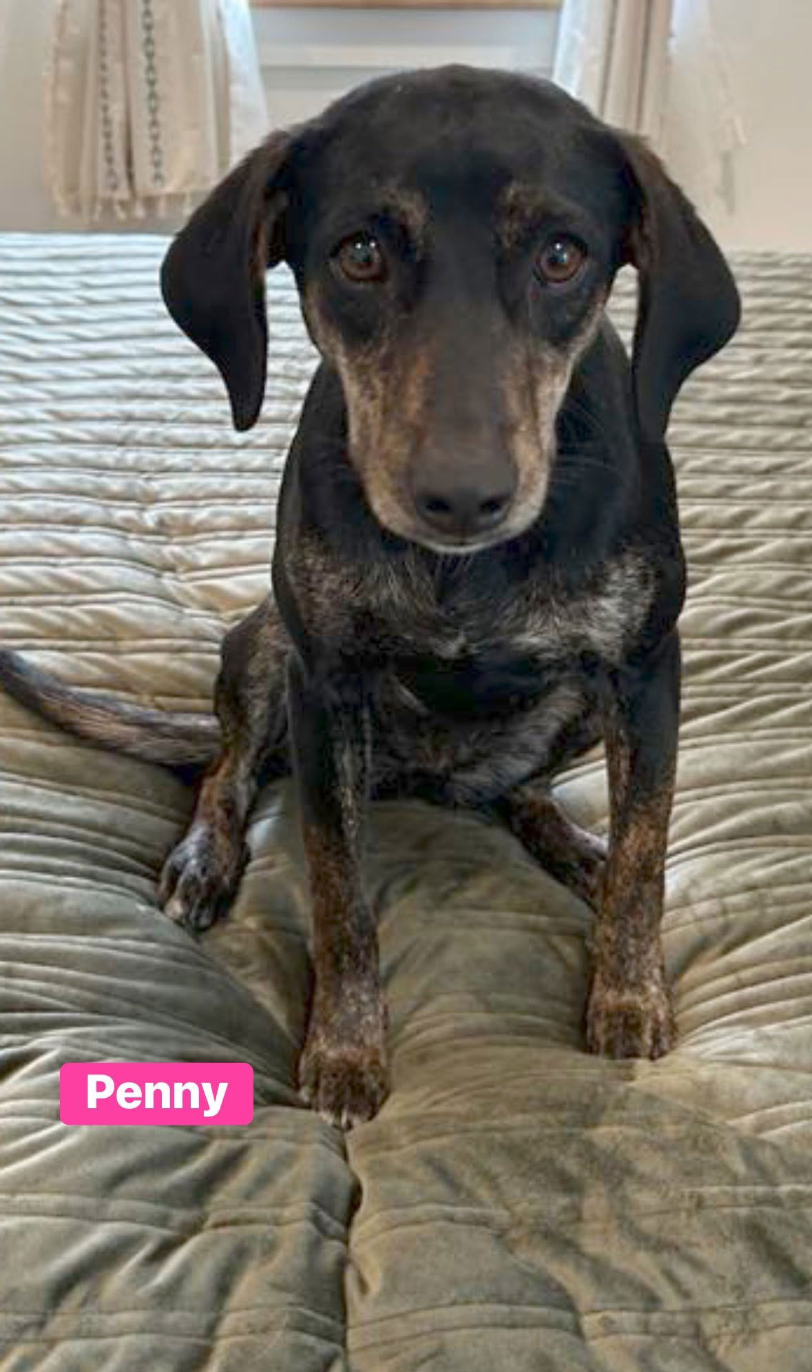 adoptable Dog in Alexander, AR named Penny