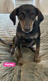 adoptable Dog in  named Penny