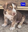 Twix *adoption pending