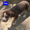 Twix *adoption pending