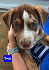 Twix *adoption pending