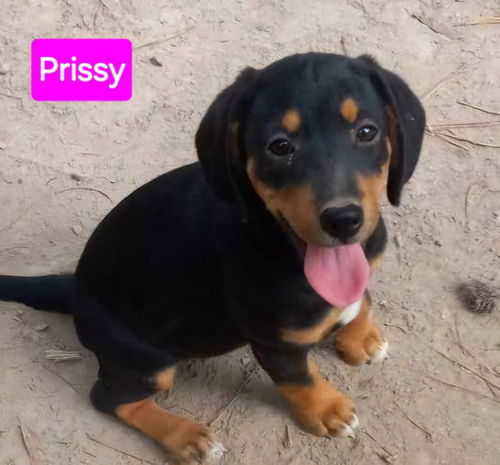 Prissy *adoption pending