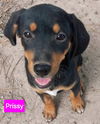 Prissy *adoption pending