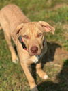 adoptable Dog in , AR named Shasta