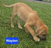 Waylon