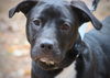 adoptable Dog in , AR named Zeus *in New England