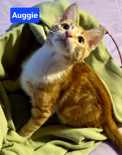 Auggie