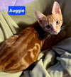 Auggie