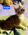 Auggie