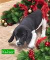 Kaiser