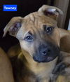 Tawny