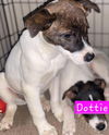 Dottie