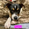 Tootie