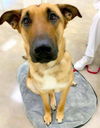Sarge *adoption pending