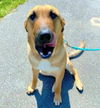 Sarge *adoption pending